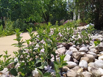Plants on river rock